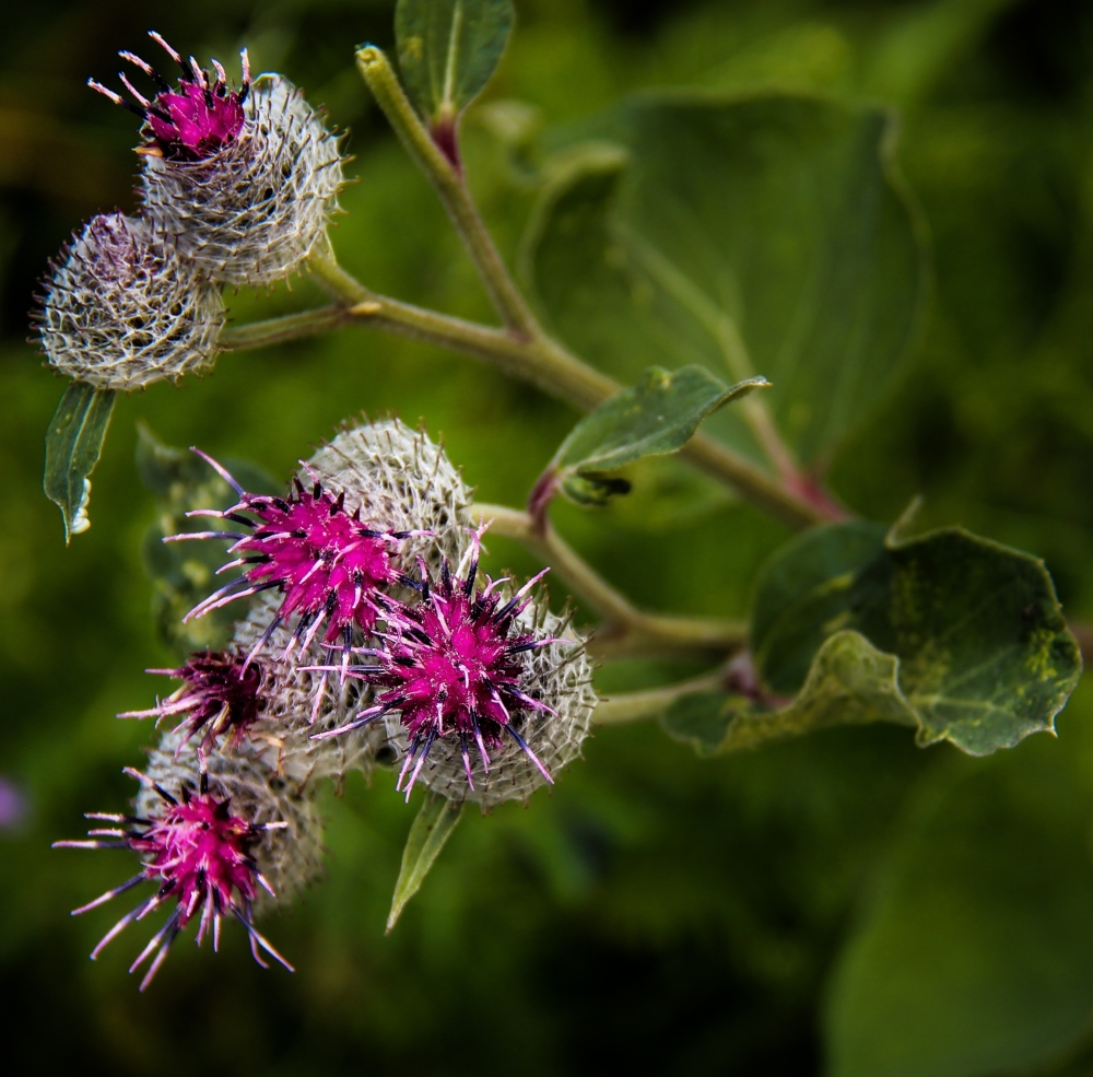 Репейник татарник. Репейник луговой. Репейник репейник. Репейник растение. Какие растения можно было бы назвать репейником.