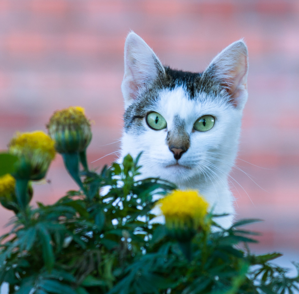 Пост про кошку. Фотоконкурс кошек. Картинка кошачий фотоконкурс. Фотоконкурс моя кошка. Кто тут самый красивый цветочек.