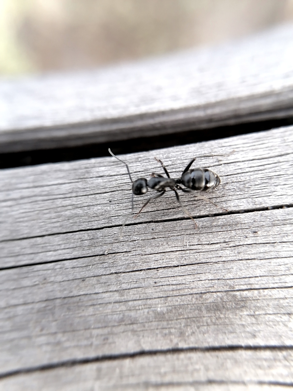 Муравьишко — конкурс "Макрофактура" — Фотоконкурс.ру