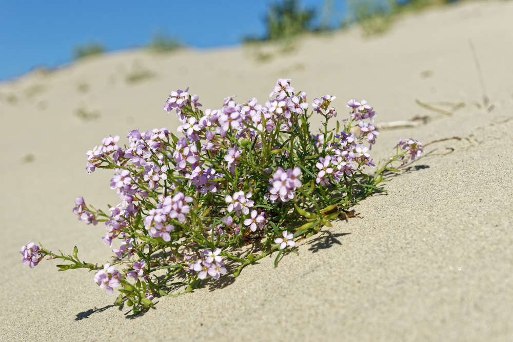 Песок для растений. Трава растёт на дюнах серо - зелёные шарики. Растения которые растут в песке. Цветы растущие в песке. Песок через листву.