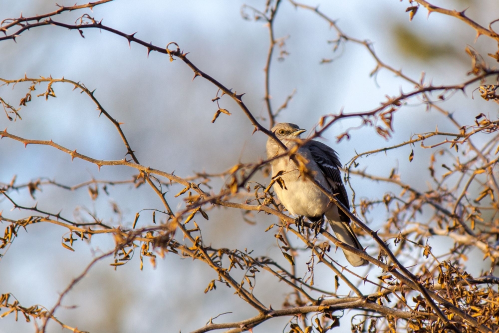 В закатном свете — конкурс "Птичка-невеличка" — Фотоконкурс.ру