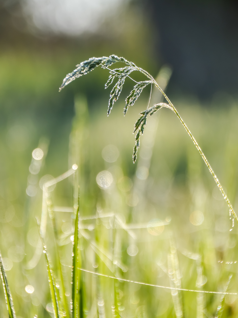 Белые росы — конкурс "Роса" — Фотоконкурс.ру