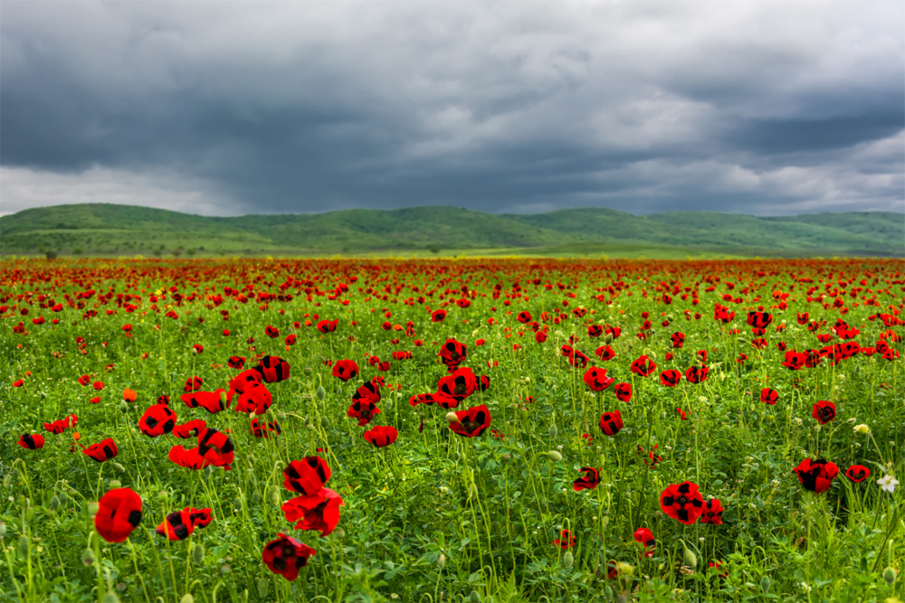 Цветочное поле фото в хорошем качестве