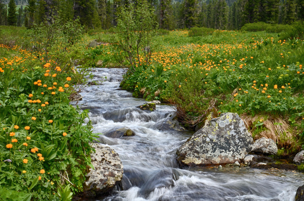 цветущий ручей — конкурс "Ручей" — Фотоконкурс.ру