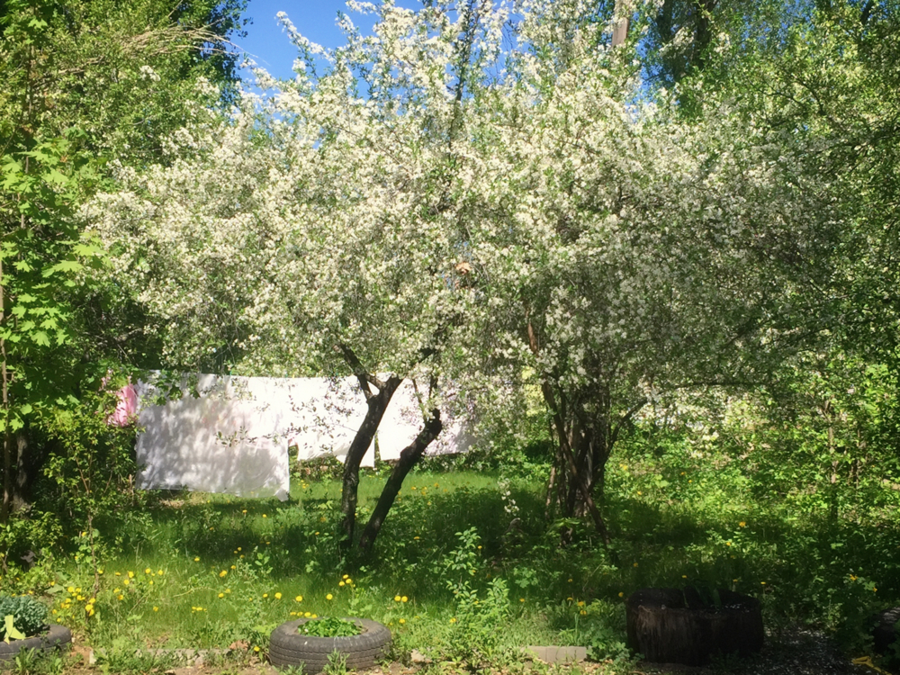 Весенняя идиллия — конкурс "Один раз в год сады цветут" — Фотоконкурс.ру