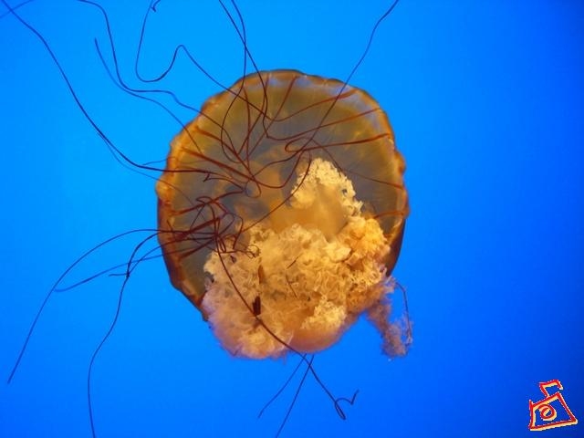 Полет медузы