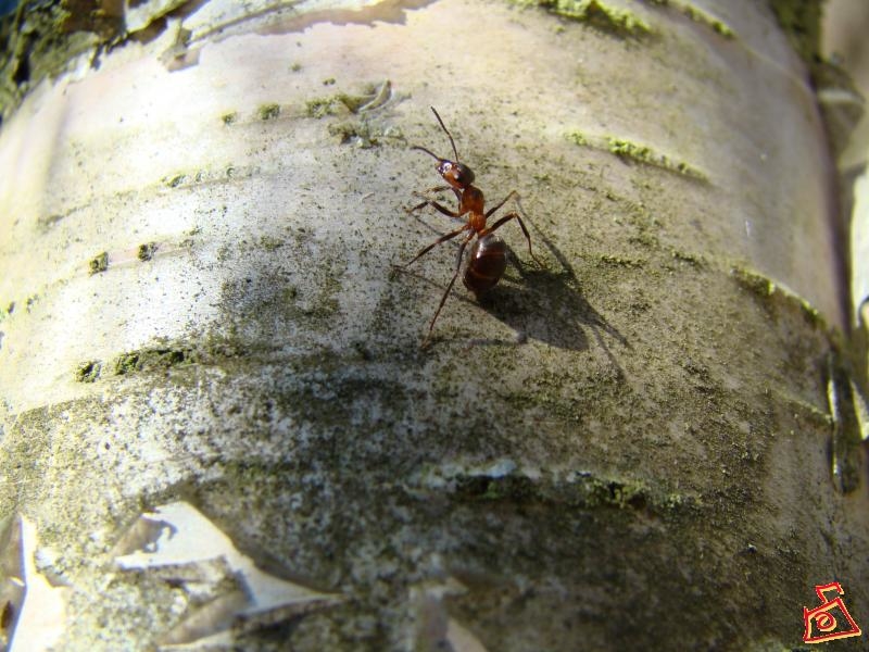Весенний муравей