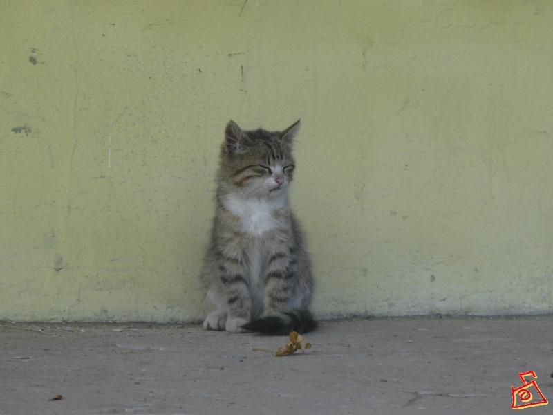 Бездомный котенок в Шлиссельбурге