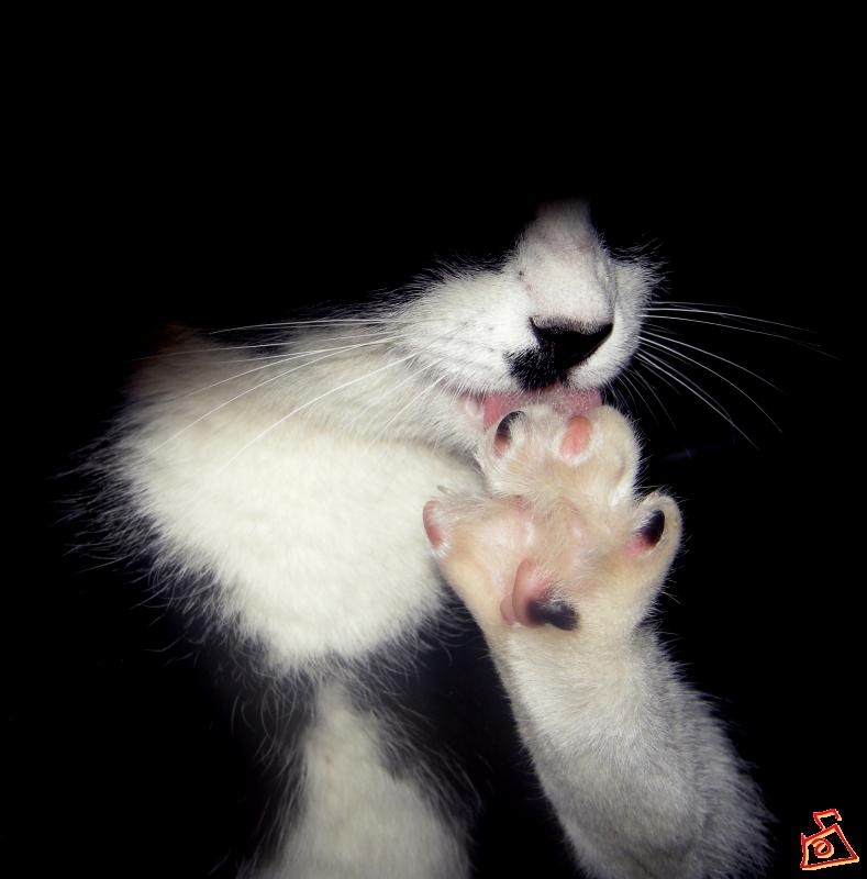 Чёрный кардинал