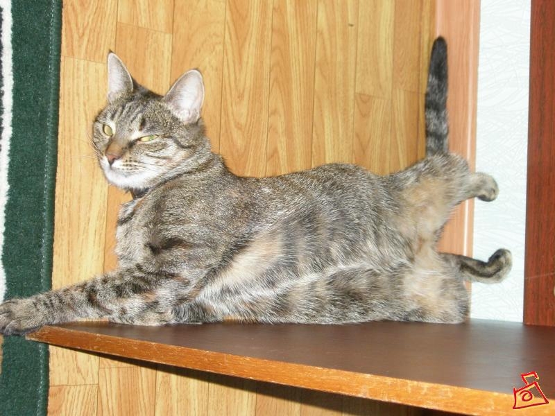 ЧУТОЧКУ "ПЕРЕПИЛА"