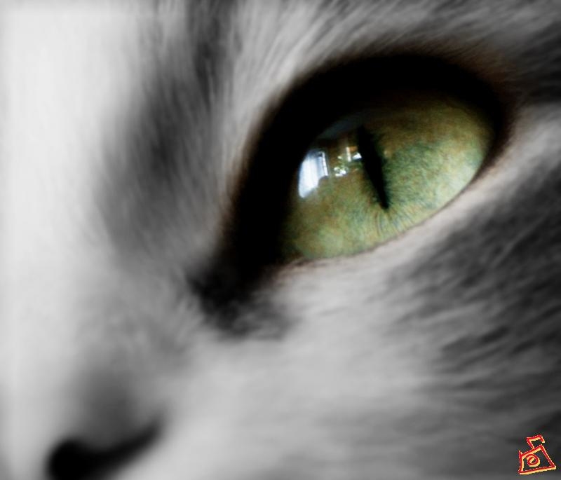 Cateye...