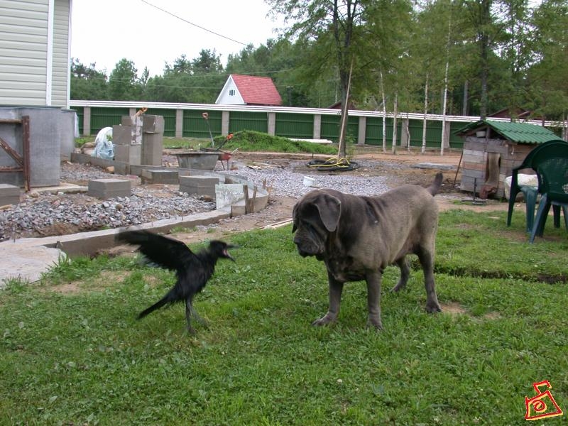 "Ну ооочень страшно!!!" :)))