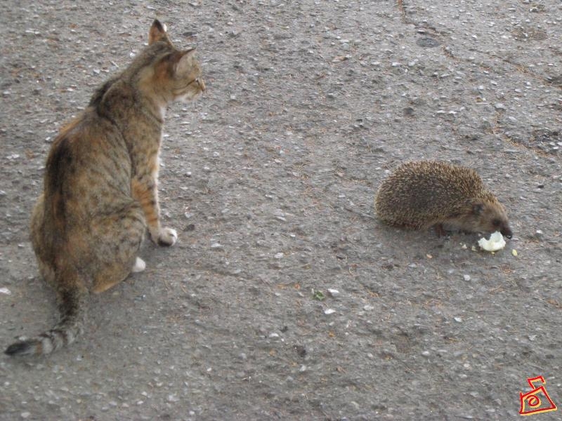 - Оставь и мне чуть-чуть!