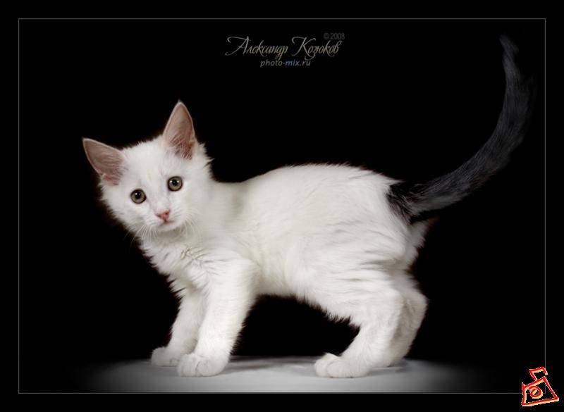 Белый котенок с серым хвостом