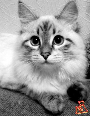 my  cat)