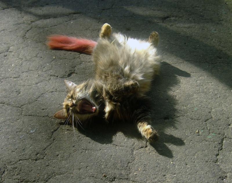 Наша кися.Радуется приходу весны! :)