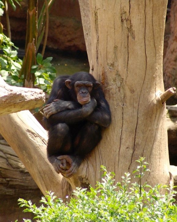Шимпанзе-мыслитель