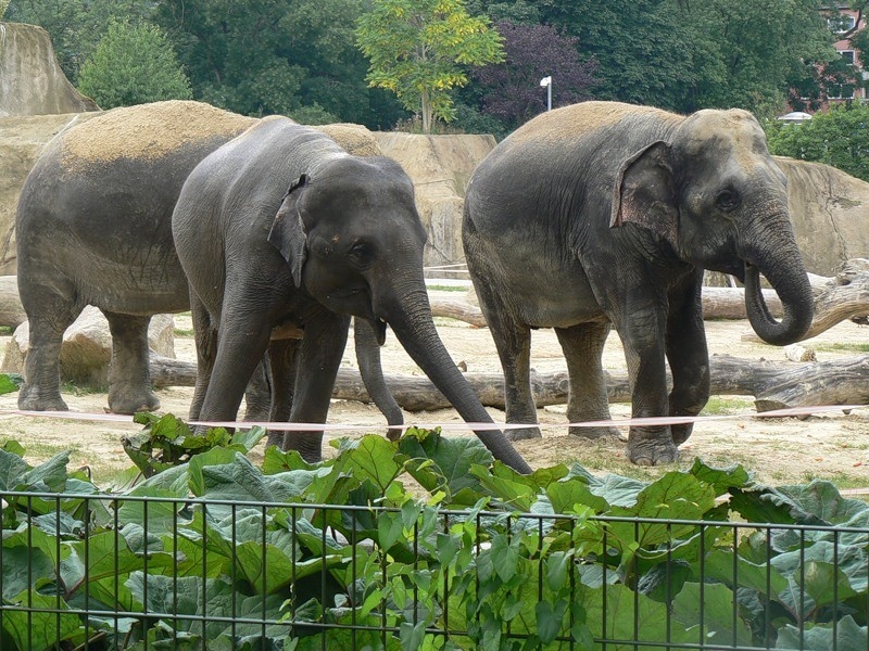 Слони в зоопарке Кельна