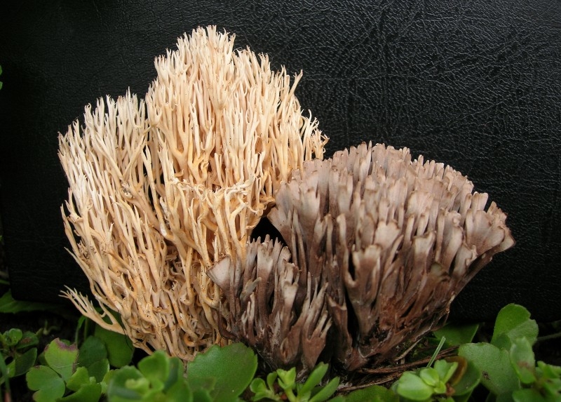 Коралловые грибы