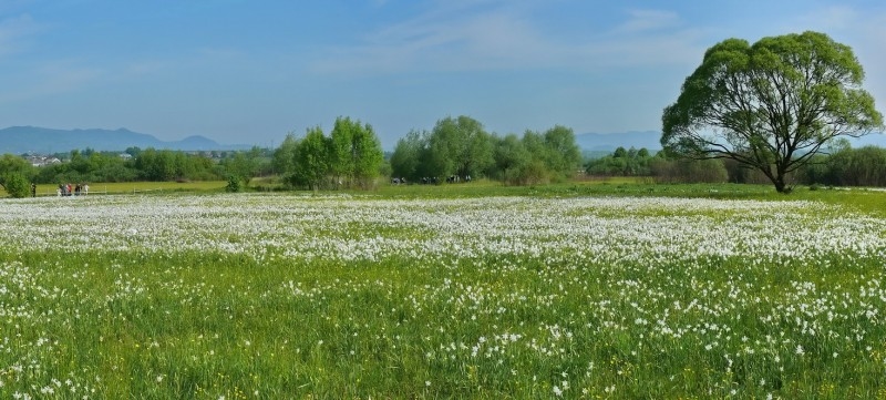 Долина Нарциссов (заповедник)