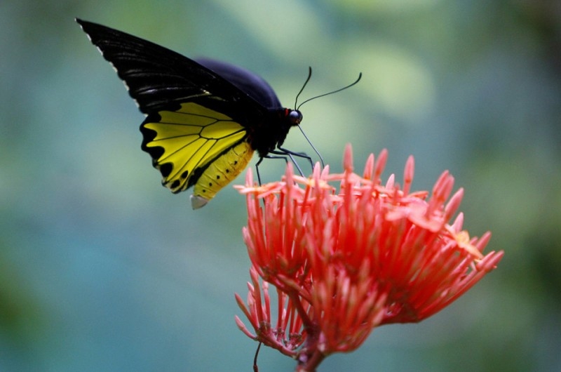 бабочка-парусник из малазии