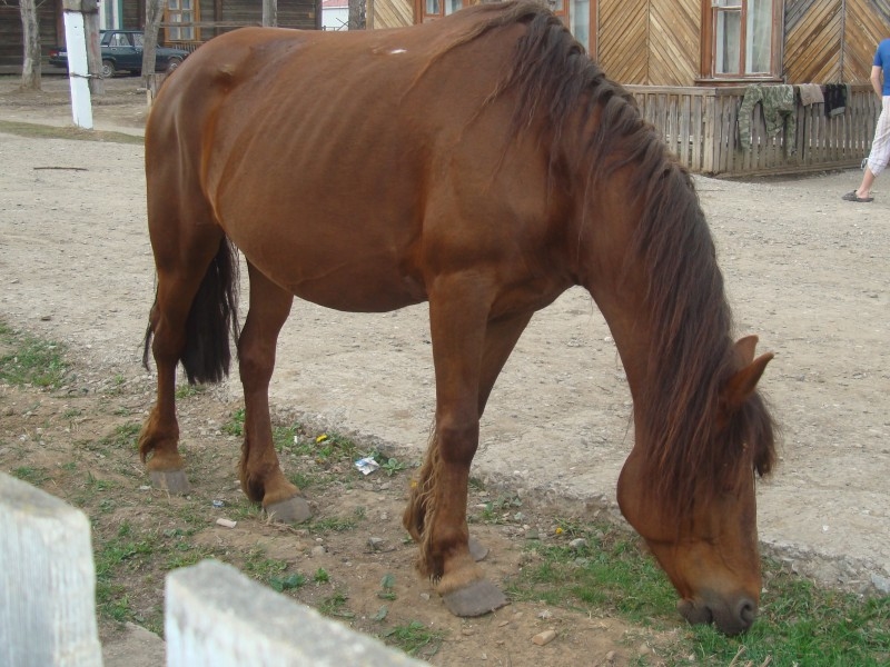 Ивдельская лошадь