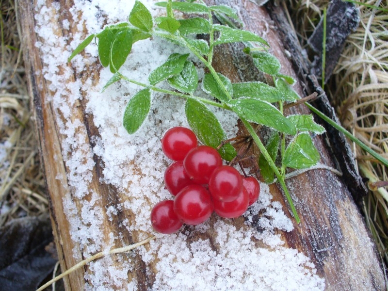 Калина красная