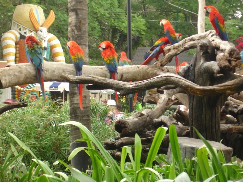 Тайские попугаи