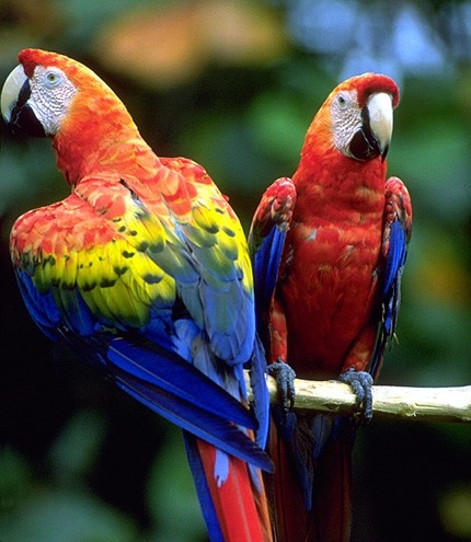 2 попугайчика