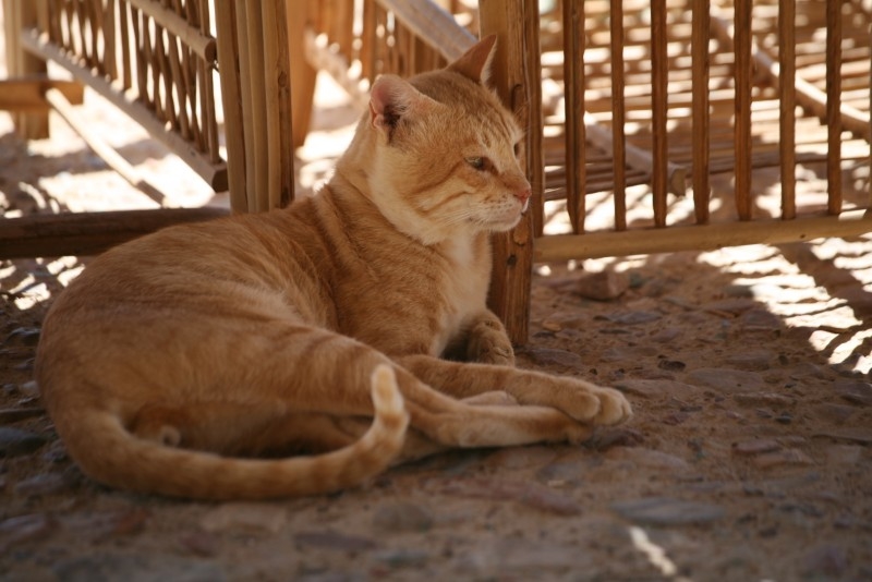 Египетский кот