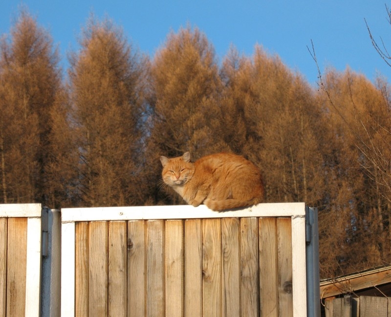 Король заборов