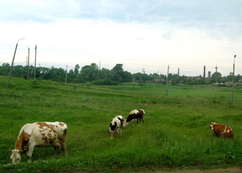 Во поле коровки гуляли