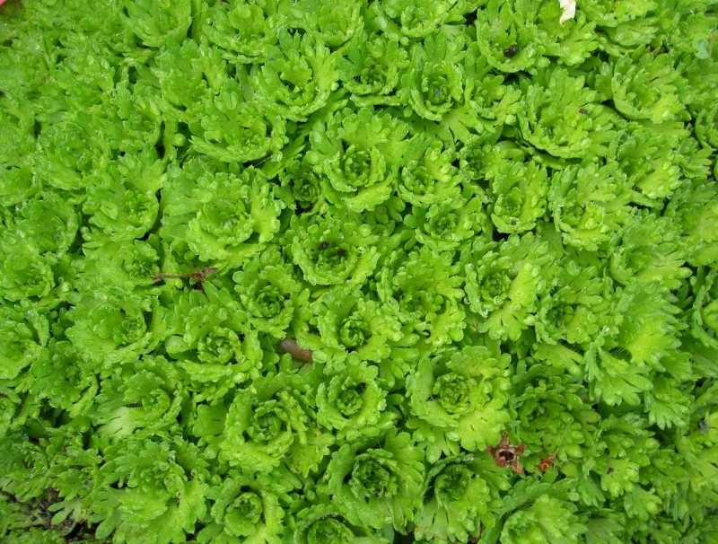 Зеленый коврик