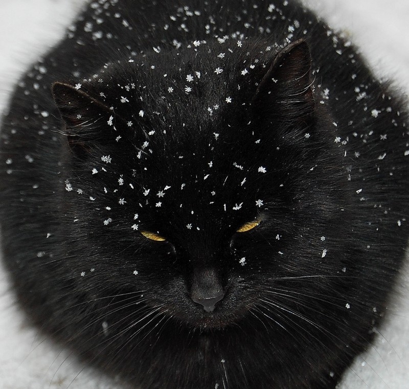 Кот дремает,снежинки собирает