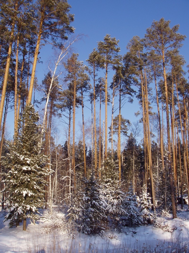 -40, УЖАС... (СУРГУТ)