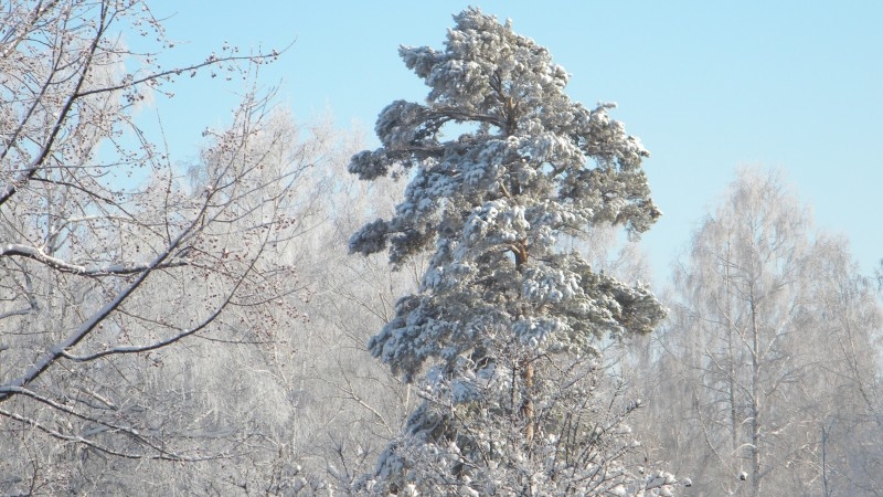 Старая сосна