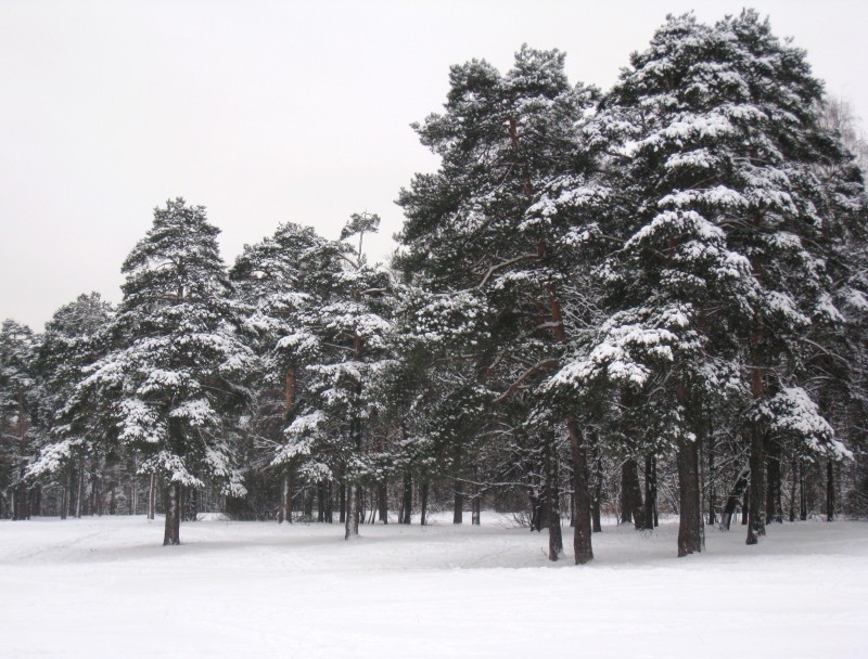 Красавицы сосны