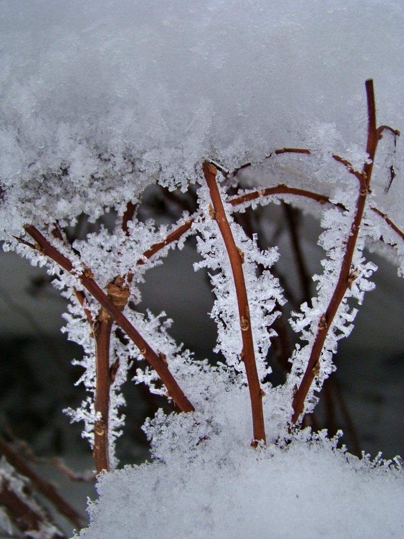 pure snow