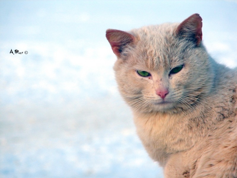 Скамейка Мегафон, блины, кот.