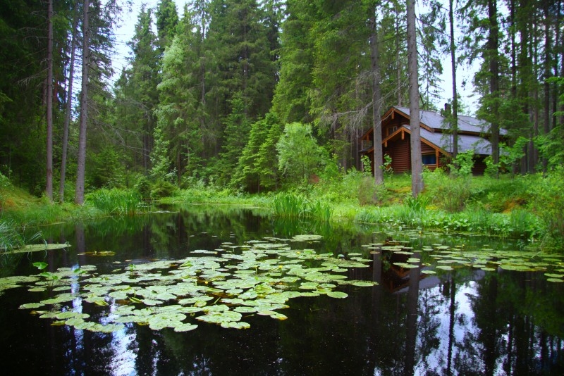 Лесное зеркало.