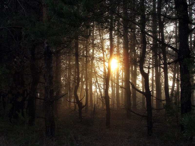 Утро в сосновом лесу