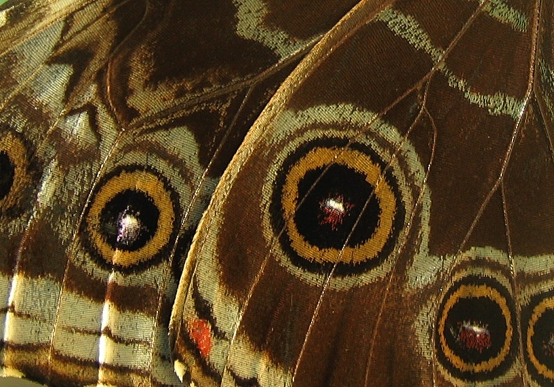 Lepidoptera