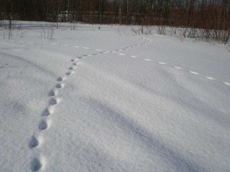 Перекрёсток