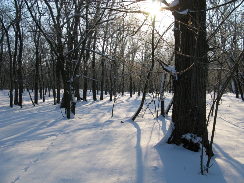 Зимний лес