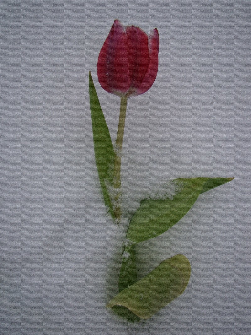 Тюльпан зимой