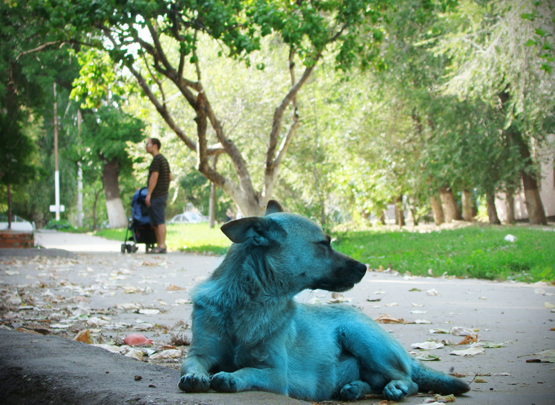 "Голубой щенок", не пейзаж