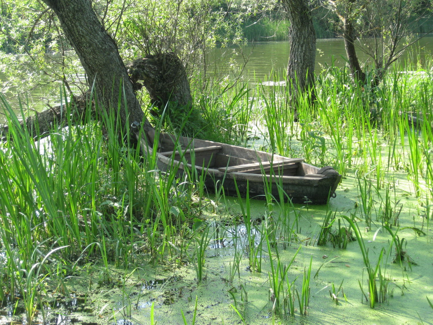 где-то здесь прячется Водяной