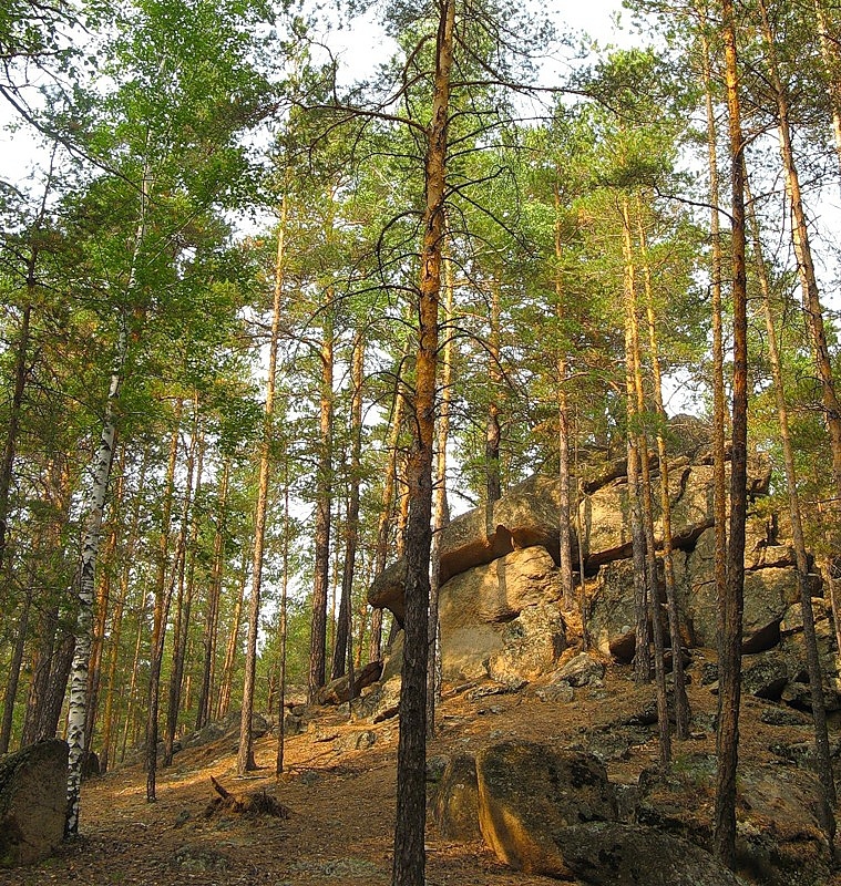 Cосен  перезвон