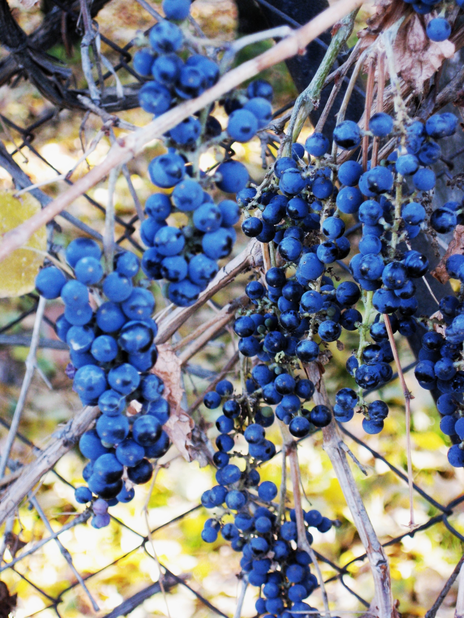 дикий виноград