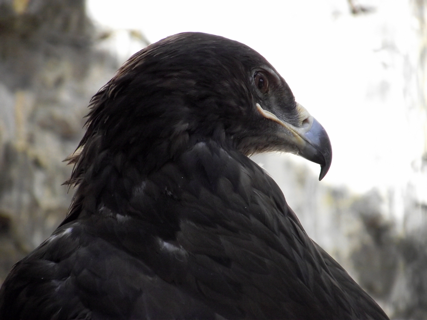 eagle on the hill